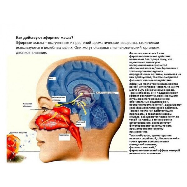Как масло влияет на организм. Лимбическая система и эфирные масла. Эфирные масла воздействуют на лимбическую систему. Влияние эфирных масел на организм. Влияние эфирных масел на человека.